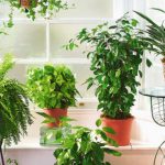 Planta minune care purifică aerul. Este mereu verde și se întreține extrem de ușor. Trebuie neapărat să o ai în casă