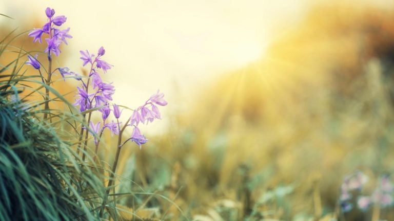 Prognoza meteo pe o lună. Temperaturi nefirești, până spre sfârșitul lui mai. ANM anunță schimbări importante