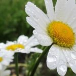 Prognoza meteo pe două săptămâni: temperaturile sar brusc la 26 de grade! Când lovesc vijeliile