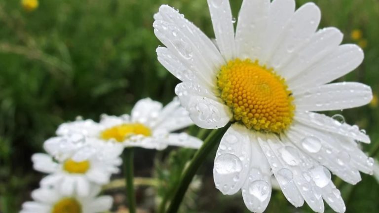 Prognoza meteo pe două săptămâni: temperaturile sar brusc la 26 de grade! Când lovesc vijeliile