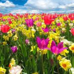 Ce trebuie să faci cu bulbii lalelelor după ce se scutură florile? Trucuri pentru reluarea înfloririi