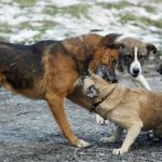 Un oraș din România impune o taxă de câine, chiar și celor care nu au câine