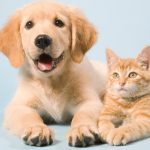 7 lucruri pe care ar trebui să le învățăm de la animale pentru o viață mai împlinită