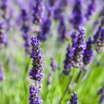 Movul de care nu te vei mai sătura! Când se plantează lavanda și de ce aspecte trebuie să ții cont: vei avea curtea plină culoare și parfum