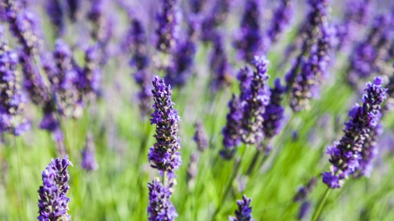 Movul de care nu te vei mai sătura! Când se plantează lavanda și de ce aspecte trebuie să ții cont: vei avea curtea plină culoare și parfum