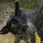 Obiceiurile bizare ale câinilor. De ce se scutură după baie? Mesajul pe care vor să-l transmită, de fapt