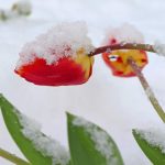 Prognoza meteo 9 aprilie. Vreme deosebit de rece pentru data din calendar: brumă și îngheț la sol