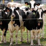 România activează mecanismele de urgență în sectorul zootehnic. „Este posibil să avem de-a face cu un virus artificial”