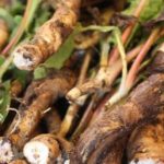 Rădăcina care tratează numeroase afecțiuni. Este considerată o buruiană, deși este un adevărat panaceu. Este cel mai bun remediu pentru detoxifierea ficatului