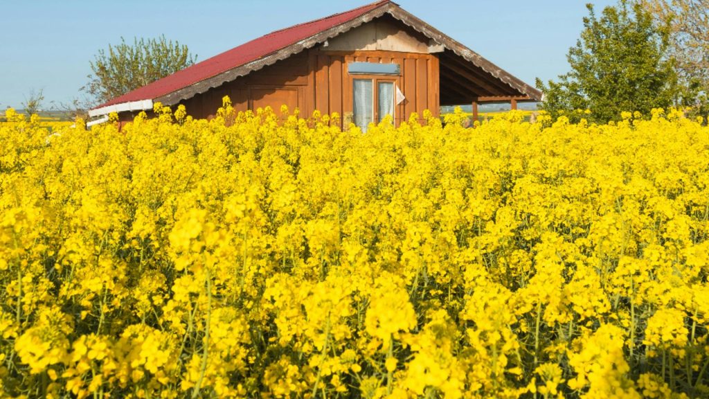 Ce poți face cu florile de rapiță. Beneficii despre care nu știai ale acestei plante, folosită ca decor de toți iubitorii de fotografie