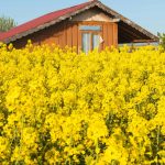 Ce poți face cu florile de rapiță. Beneficii despre care nu știai ale acestei plante, folosită ca decor de toți iubitorii de fotografie