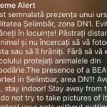Mesaj Ro-Alert emis la Sibiu: o ursoaică cu pui, observată pe DN 1