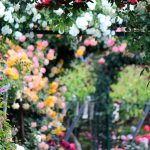 Trucul genial care îți transformă grădina fără să cheltui un ban: cum să ai plante mai frumoase și înmiresmate