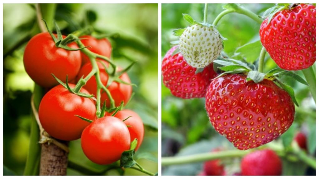 Îngrășământul natural pe care trebuie să îl pui peste roșii și cășuni ca să crească mari și suculente. Este GRATIS
