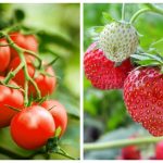Îngrășământul natural pe care trebuie să îl pui peste roșii și cășuni ca să crească mari și suculente. Este GRATIS