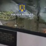 Descoperire ȘOCANTĂ într-un apartament din Ploiești: peste 150 de animale, între care șerpi veninoși și tarantule în grija unui bărbat