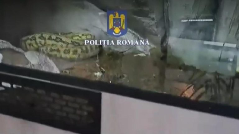 Descoperire ȘOCANTĂ într-un apartament din Ploiești: peste 150 de animale, între care șerpi veninoși și tarantule în grija unui bărbat