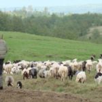 Tragedie la o stână din Bacău. Un copil de 3 ani a murit după ce a băut o soluție pentru tratarea oilor