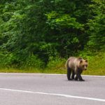 Mesaje RO-Alert din cauza prezenței URȘILOR, în judeţele Cluj şi Dâmboviţa