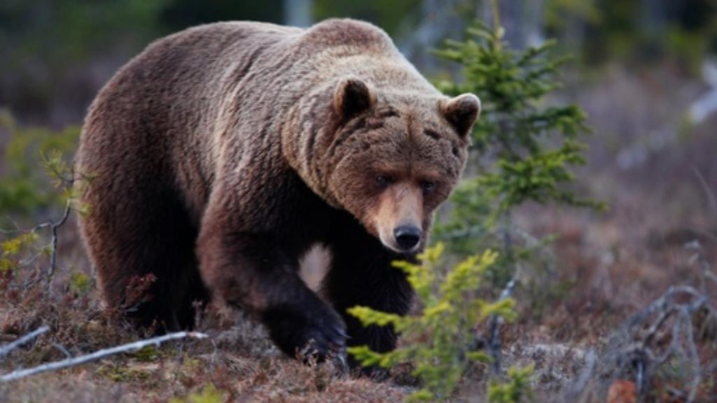 Un urs şi-a făcut apariţia în staţiunea Buşteni! Populația, avertizată prin mesaj RO-Alert