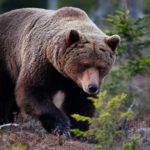 Un urs şi-a făcut apariţia în staţiunea Buşteni! Populația, avertizată prin mesaj RO-Alert