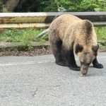 Ministerul Mediului a aflat câți urși trăiesc în România, iar numărul îl depășește de aproape trei ori pe cel optim