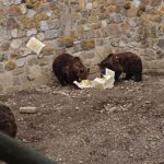 Ursoaica mamă care l-a atacat pe șeful Salvamont Predeal a fost ÎMPUȘCATĂ. Cei 2 pui au fost relocaţi
