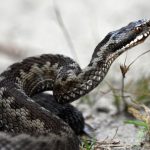 HARTA VIPERELOR din România. În aceste zone trebuie să fii extrem de atent, ca să nu ajungi la spital după o întâlnire cu reptila veninoasă