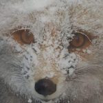 Musafirii simpatici cu care s-au trezit meteorologii pe vremea geroasă de azi. "Momente frumoase ale meseriei”