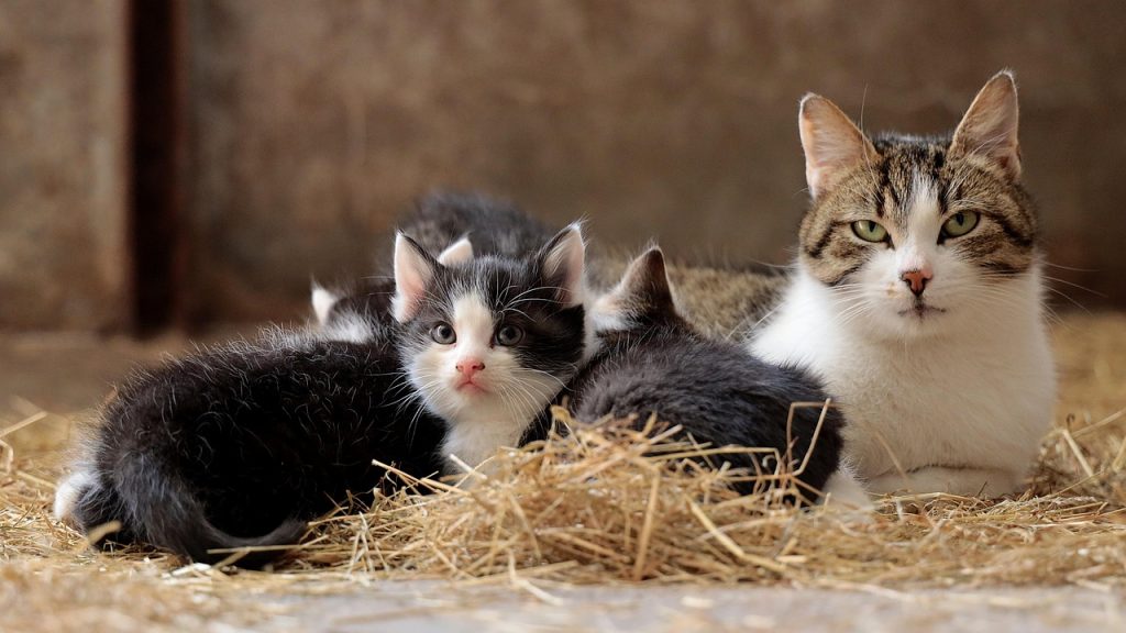 Cum își recunosc pisicile stăpânii: O privire detaliată asupra abilităților senzoriale ale felinei