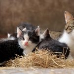 Cum își recunosc pisicile stăpânii: O privire detaliată asupra abilităților senzoriale ale felinei