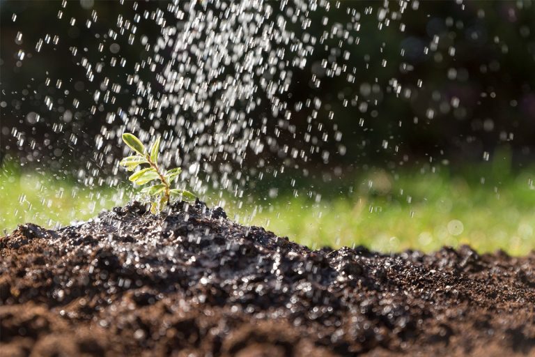 Importanța Îngrășămintelor Agricole: Fundamentul unei Agriculturi Sustenabile și Productive