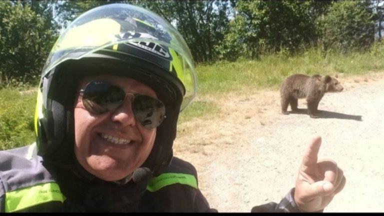 Tragedia de pe Transfăgărășan: O lecție amară despre interacțiunea om-animal sălbatic