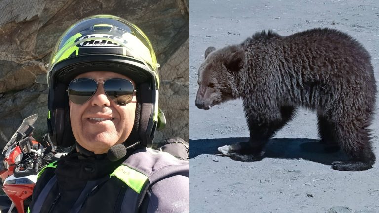 Tragedia de pe Transfăgărășan: Ultimele clipe ale turistului italian ucis de o ursoaică și lecțiile neînvățate despre interacțiunea cu fauna sălbatică