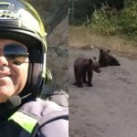 Tragedia unei ursoaice și a puilor săi: O privire asupra interacțiunii om-animal în România