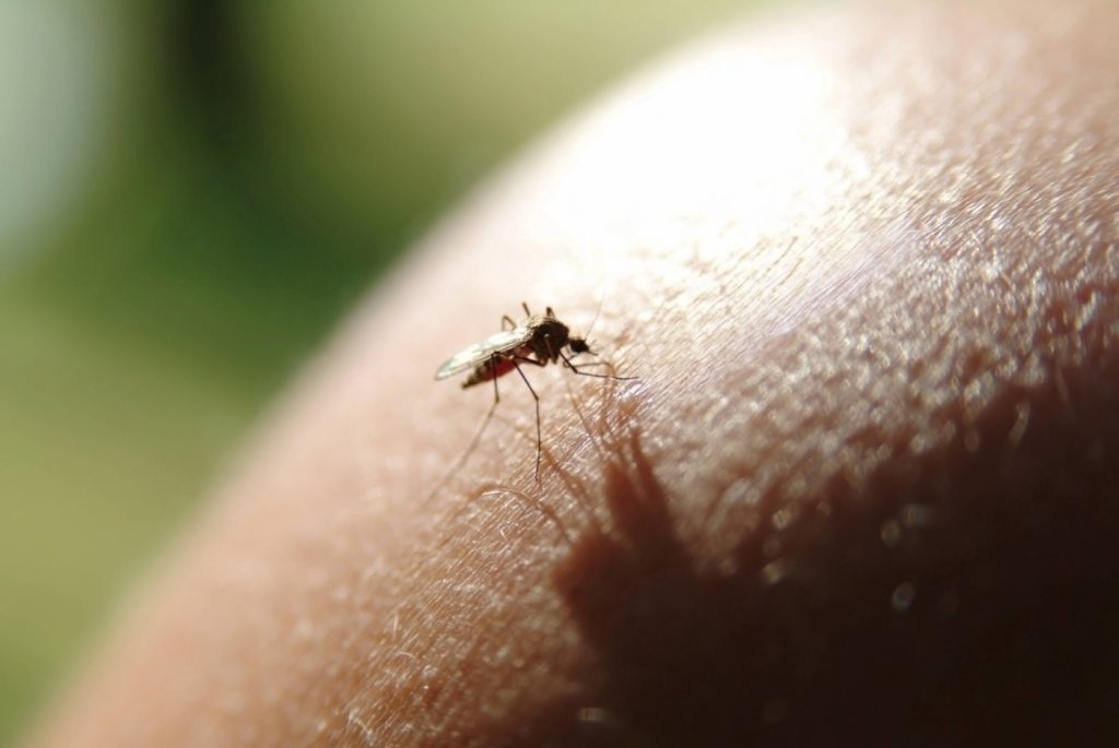 Virusul Chikungunya în Europa: O Amenințare Emergenta pentru Sănătatea Publică
