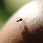 Virusul Chikungunya în Europa: O Amenințare Emergenta pentru Sănătatea Publică