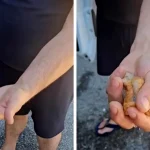 Pâinea 'burete' din Franța: O analiză a impactului alimentației moderne asupra sănătății