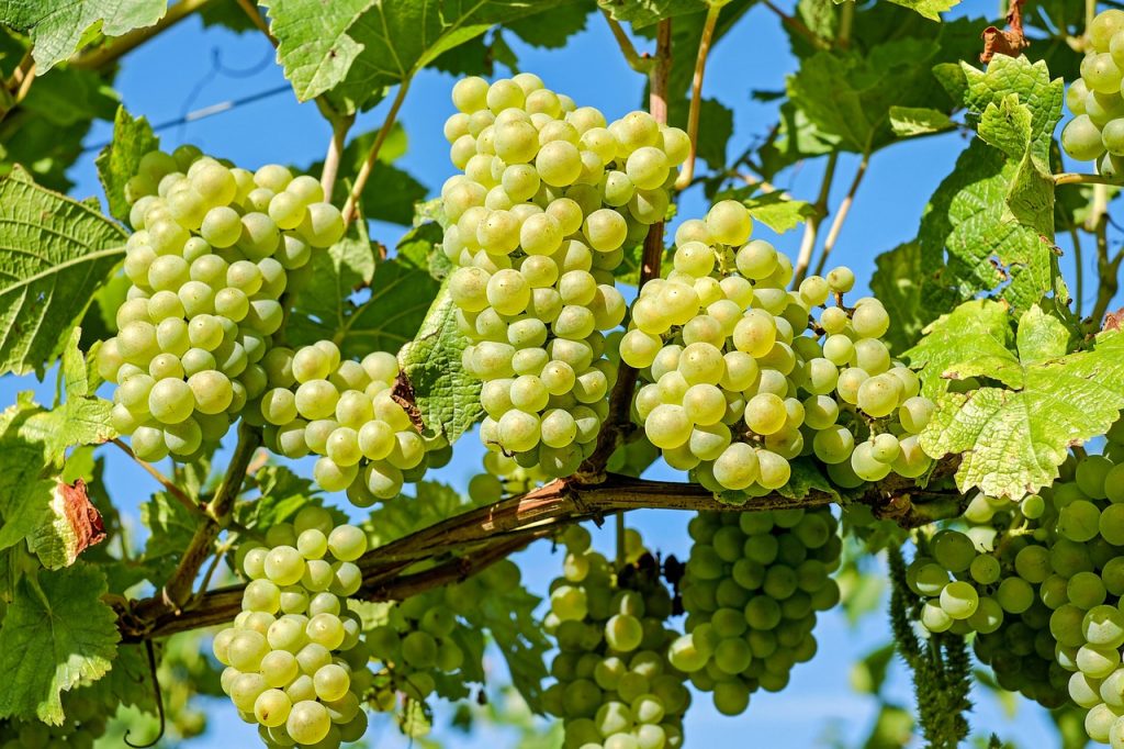 Costul strugurilor românești: O analiză detaliată a prețurilor și implicațiilor în agricultură