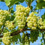 Costul strugurilor românești: O analiză detaliată a prețurilor și implicațiilor în agricultură