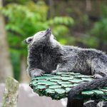 Binturongul: Bijuteria Ascunsă a Pădurilor Tropicale din Asia care Miroase a Popcorn cu Unt