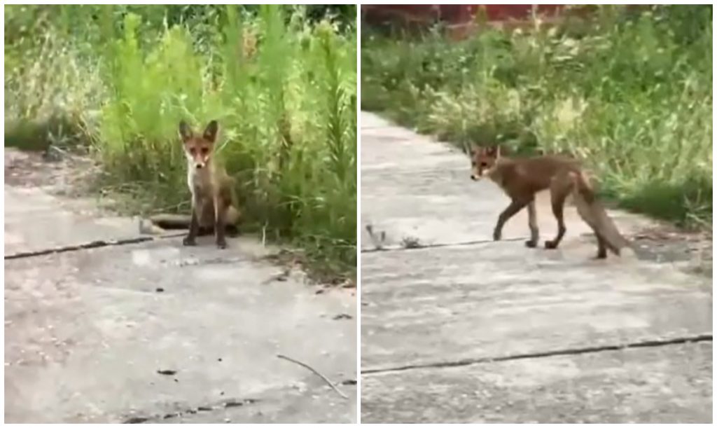 Atacurile animalelor sălbatice în România: Cazul șacalului din Iași și riscurile rabiei