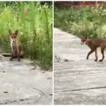 Atacurile animalelor sălbatice în România: Cazul șacalului din Iași și riscurile rabiei