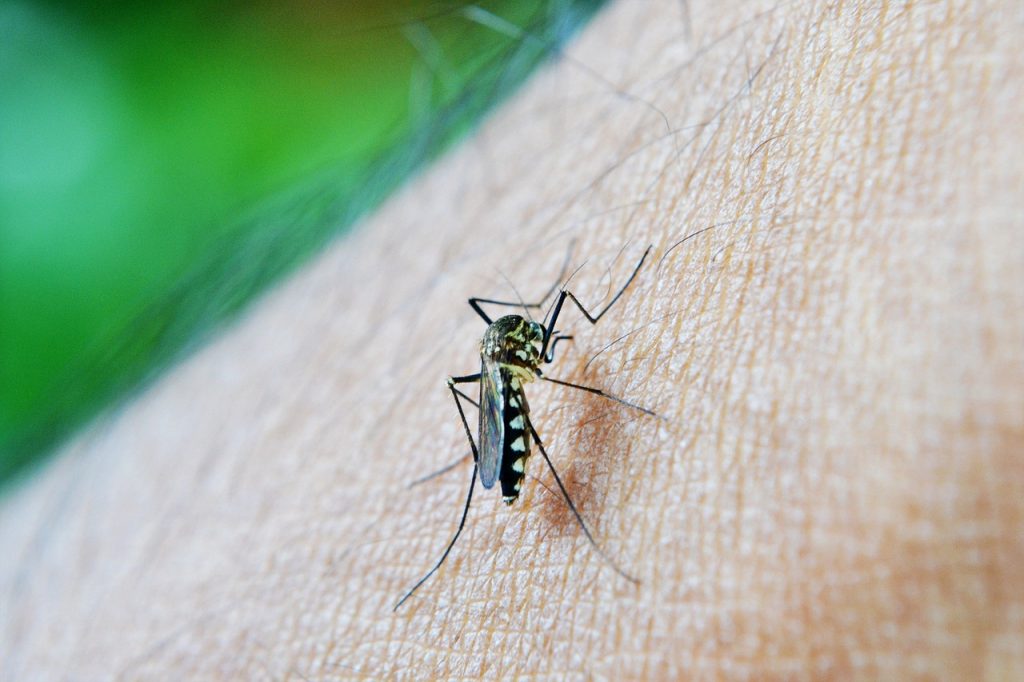 Chikungunya în China: O nouă amenințare sanitară și metode inovatoare de combatere