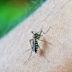 Chikungunya în China: O nouă amenințare sanitară și metode inovatoare de combatere