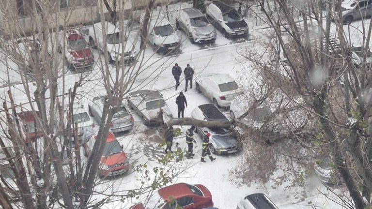 Copac doborât de vântul puternic în Capitală. Avertisment din partea autorităților – FOTO