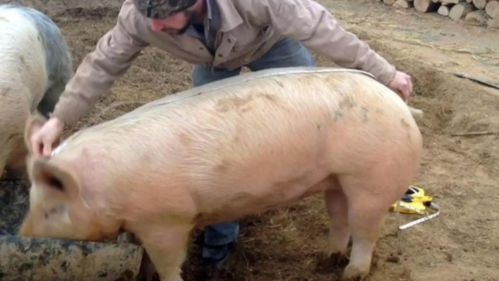 Cum afli greutatea porcului fără cântar. Este nevoie doar de o RULETĂ