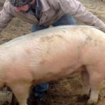 Cum afli greutatea porcului fără cântar. Este nevoie doar de o RULETĂ