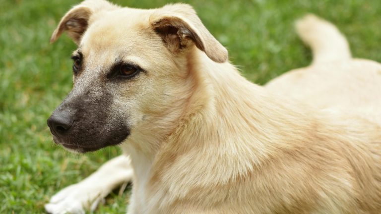 Ce boală poți contacta de la câinele tău? Simptome de luat în seamă