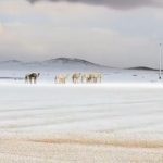 Arabia Saudită sub zăpadă după 30 de ani: dunele de nisip transformate în pârtii de schi